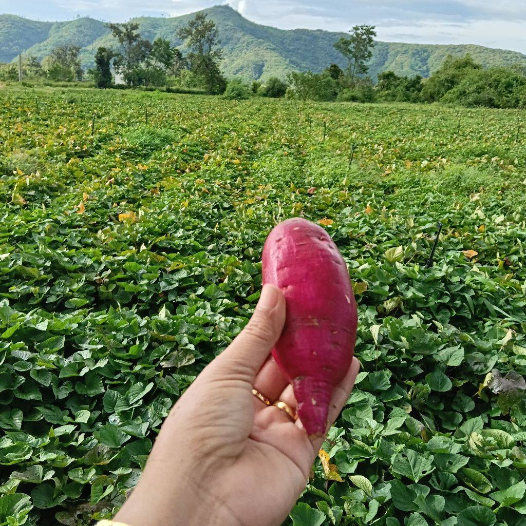 Vườn khoai lang đang thu hoạch
