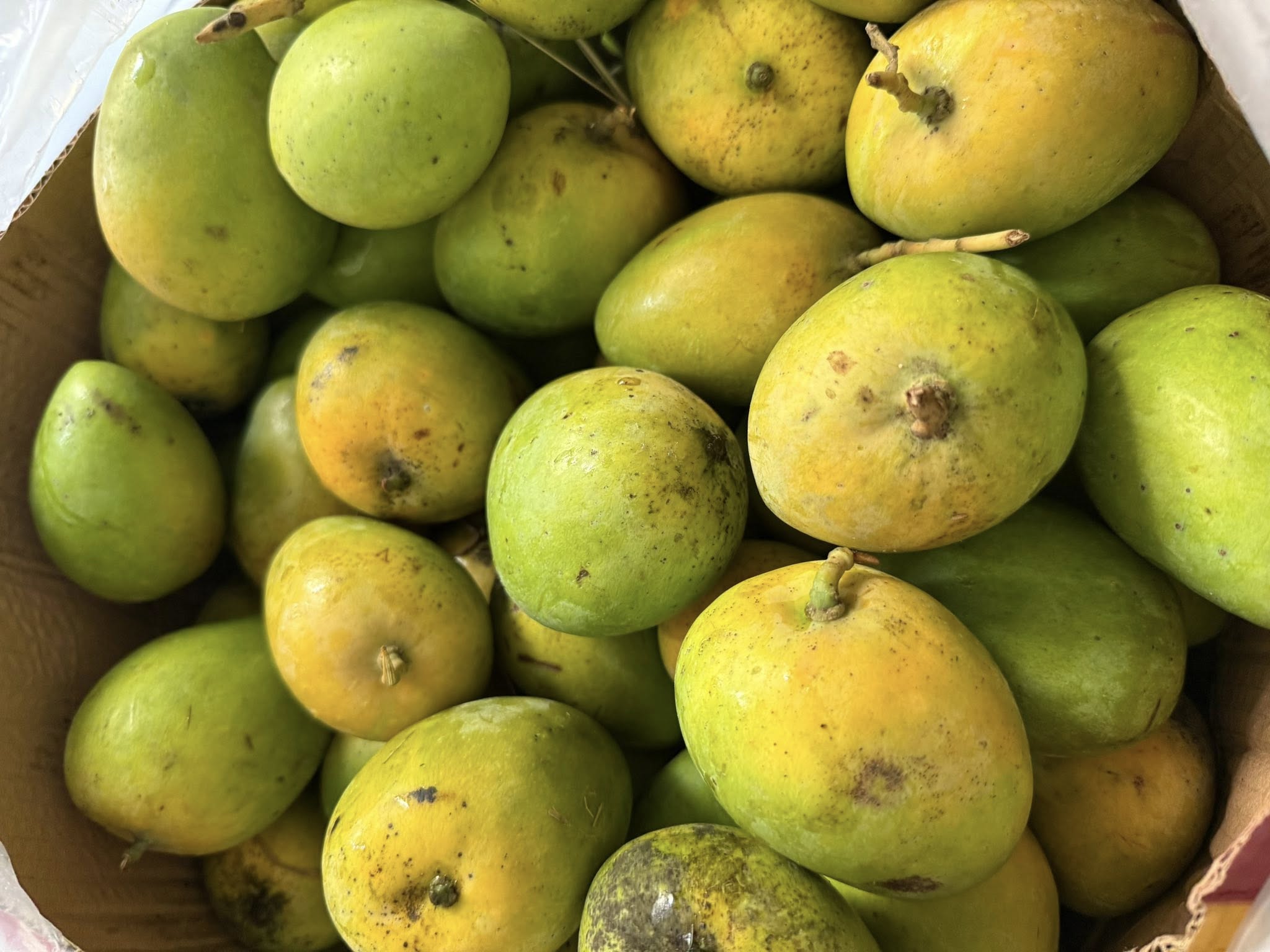 Xoài mủ  lớn