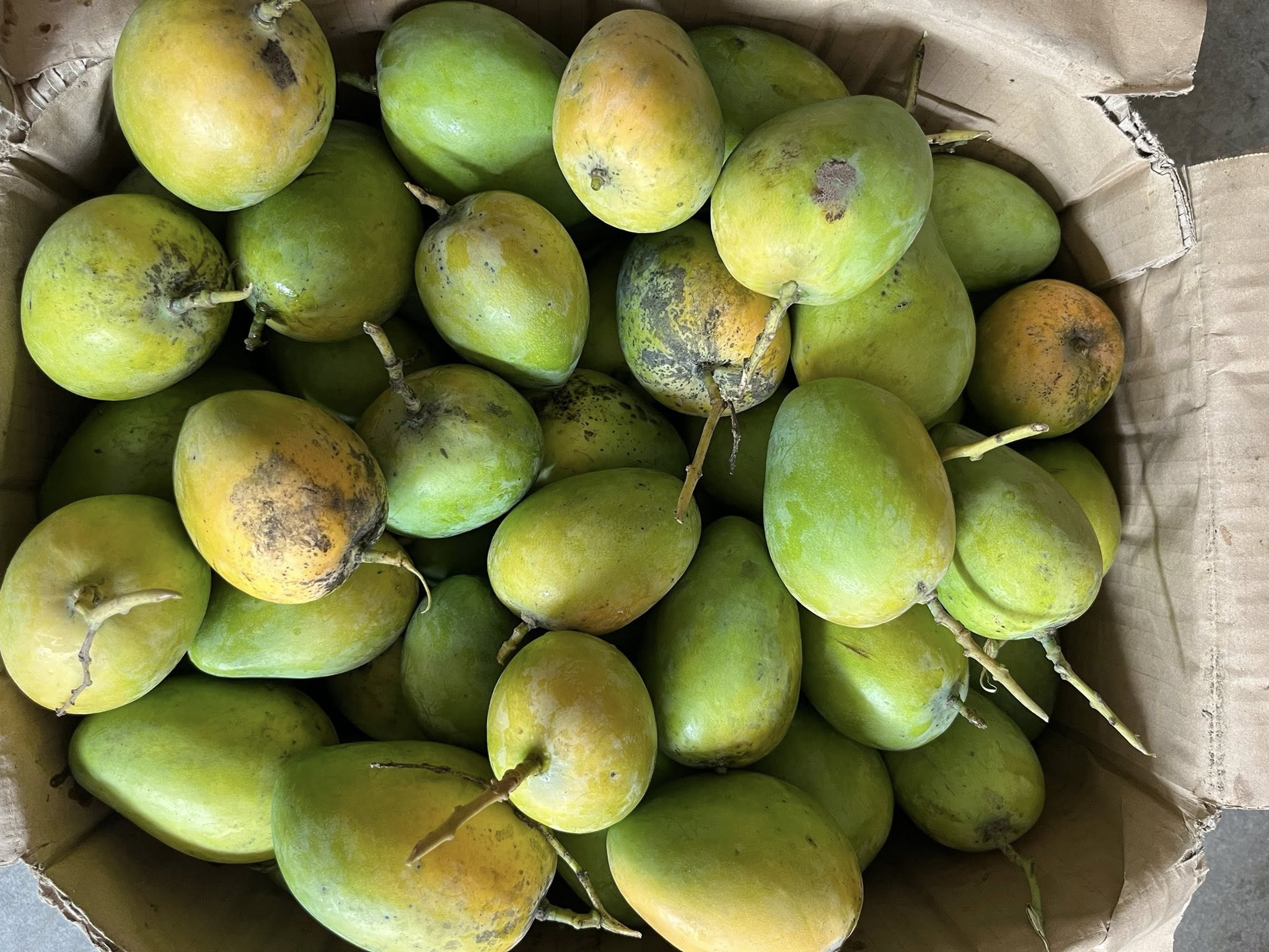 Xoài mủ đèo